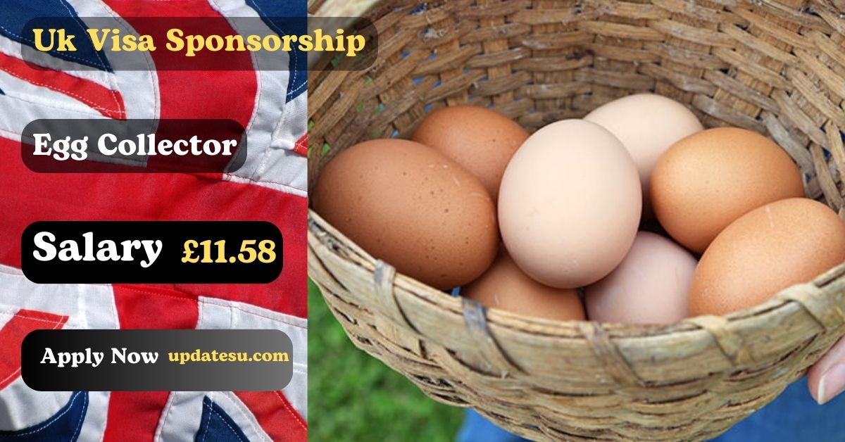 Change Your Scenery: Egg Collector Jobs in the UK with Visa Sponsorship (2024)!