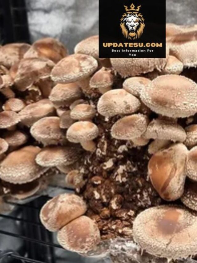 Canada Visa & Work: Full-Time Mushroom Picker Jobs (No Degree Needed!)