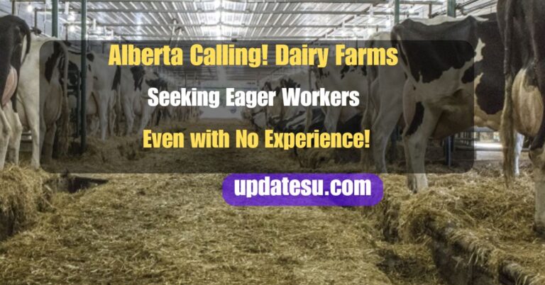 Alberta Calling! Dairy Farms Seeking Eager Workers in 2024 (Even with No Experience!)