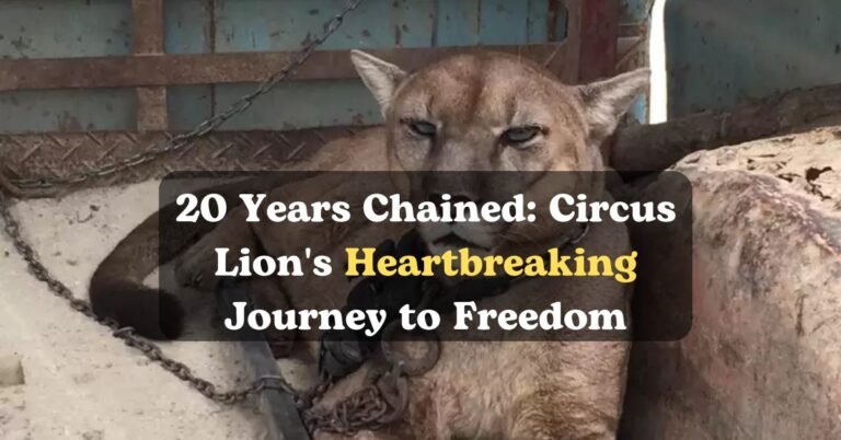 20 Years Chained: Circus Lion's Heartbreaking Journey to Freedom (And Why It Matters)