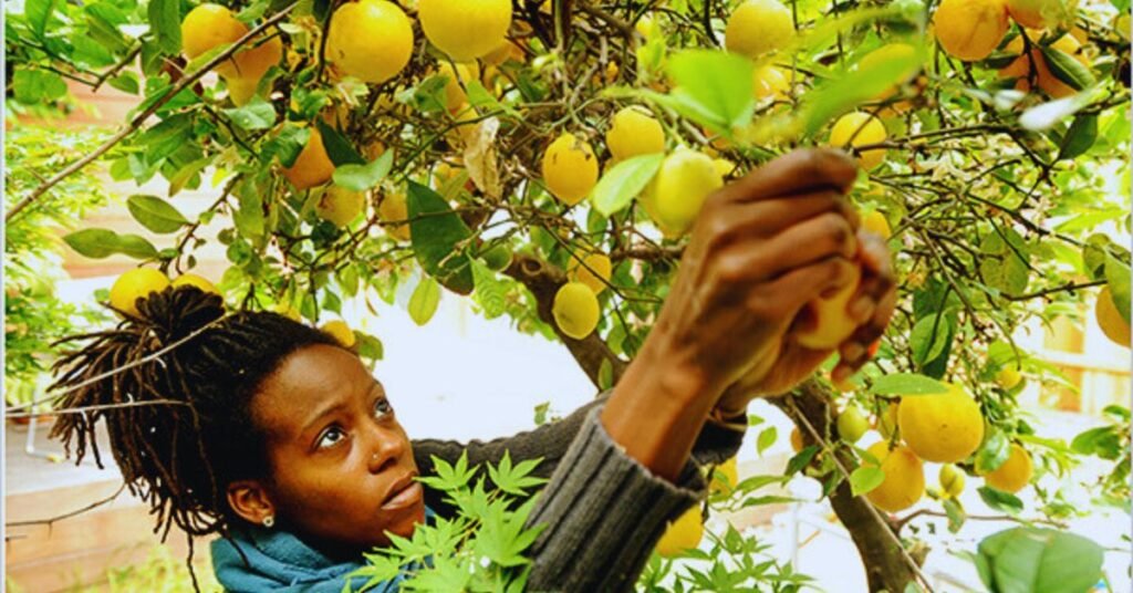 Fruit Picking & Farm Work Jobs in Canada 2025